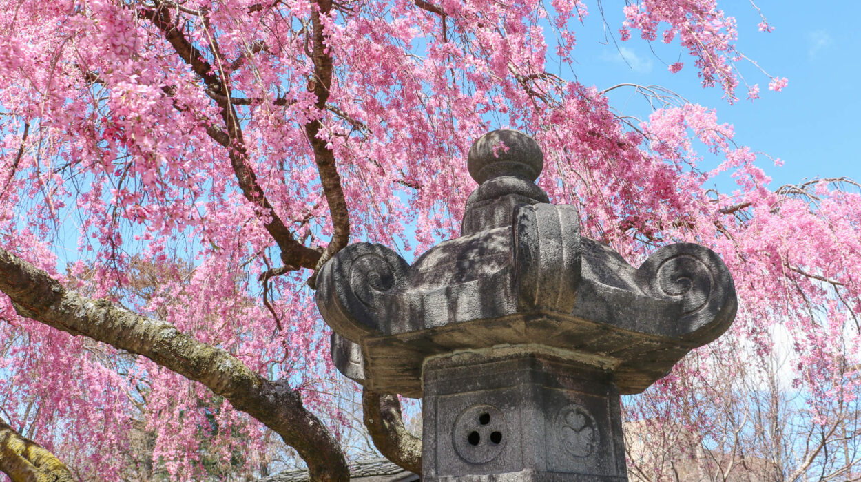 A tree in bloom near the Japanese Hill-and-Pond Garden